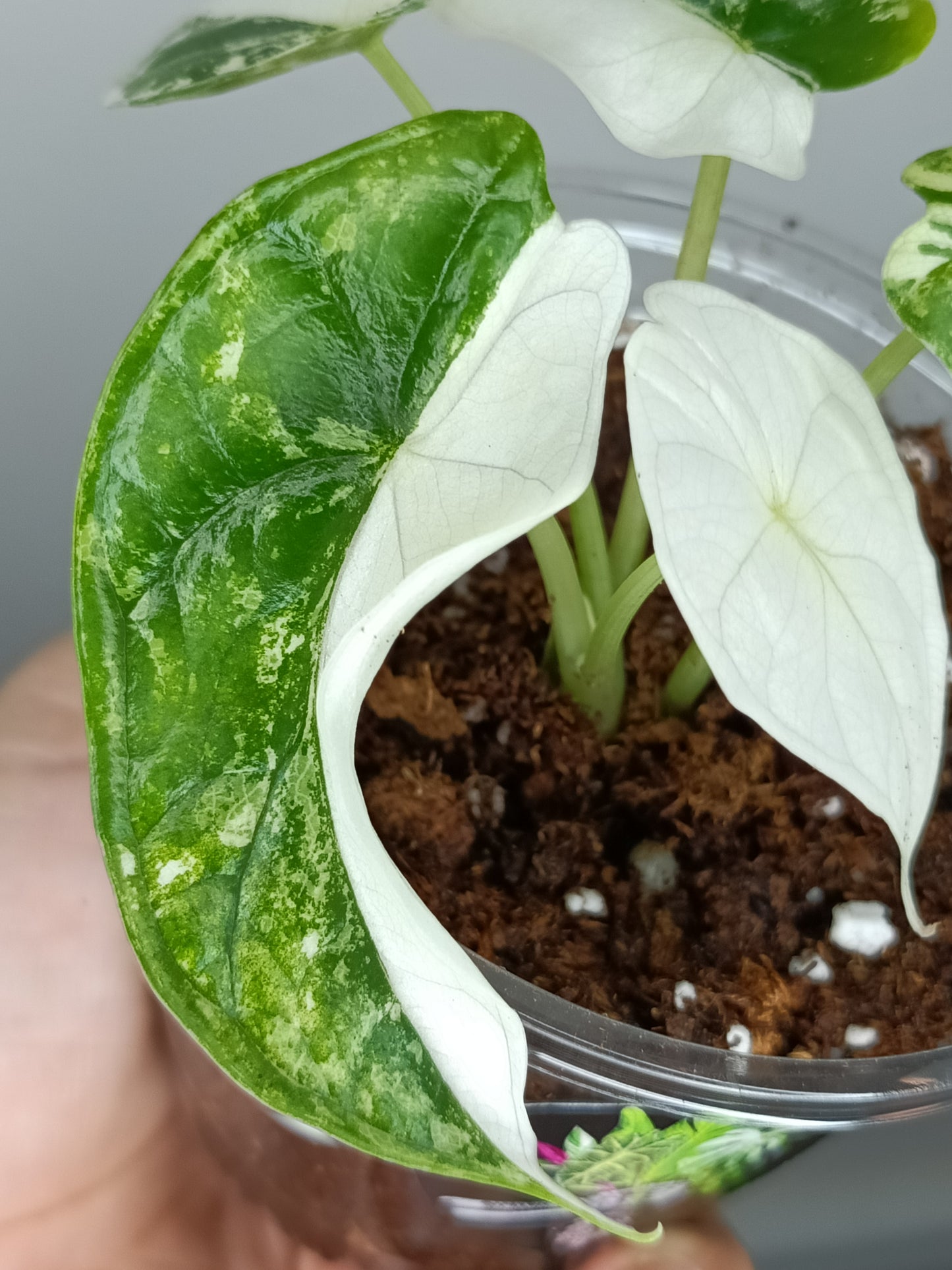 Alocasia Dragon Scale Variegated DSV8 RESERVED Timothy Quintavalle