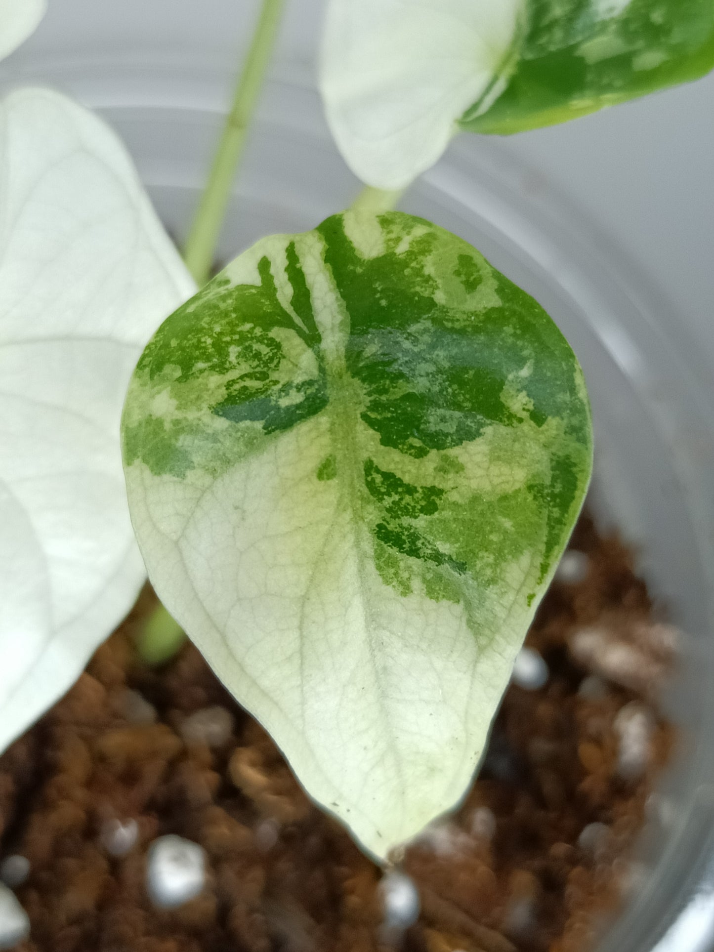 Alocasia Dragon Scale Variegated DSV8 RESERVED Timothy Quintavalle