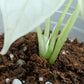 Alocasia Dragon Scale Variegated DSV8 RESERVED Timothy Quintavalle