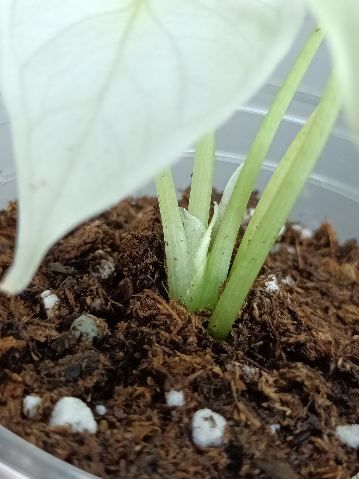 Alocasia Dragon Scale Variegated DSV8 RESERVED Timothy Quintavalle