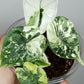 Alocasia Dragon Scale Variegated DSV9-