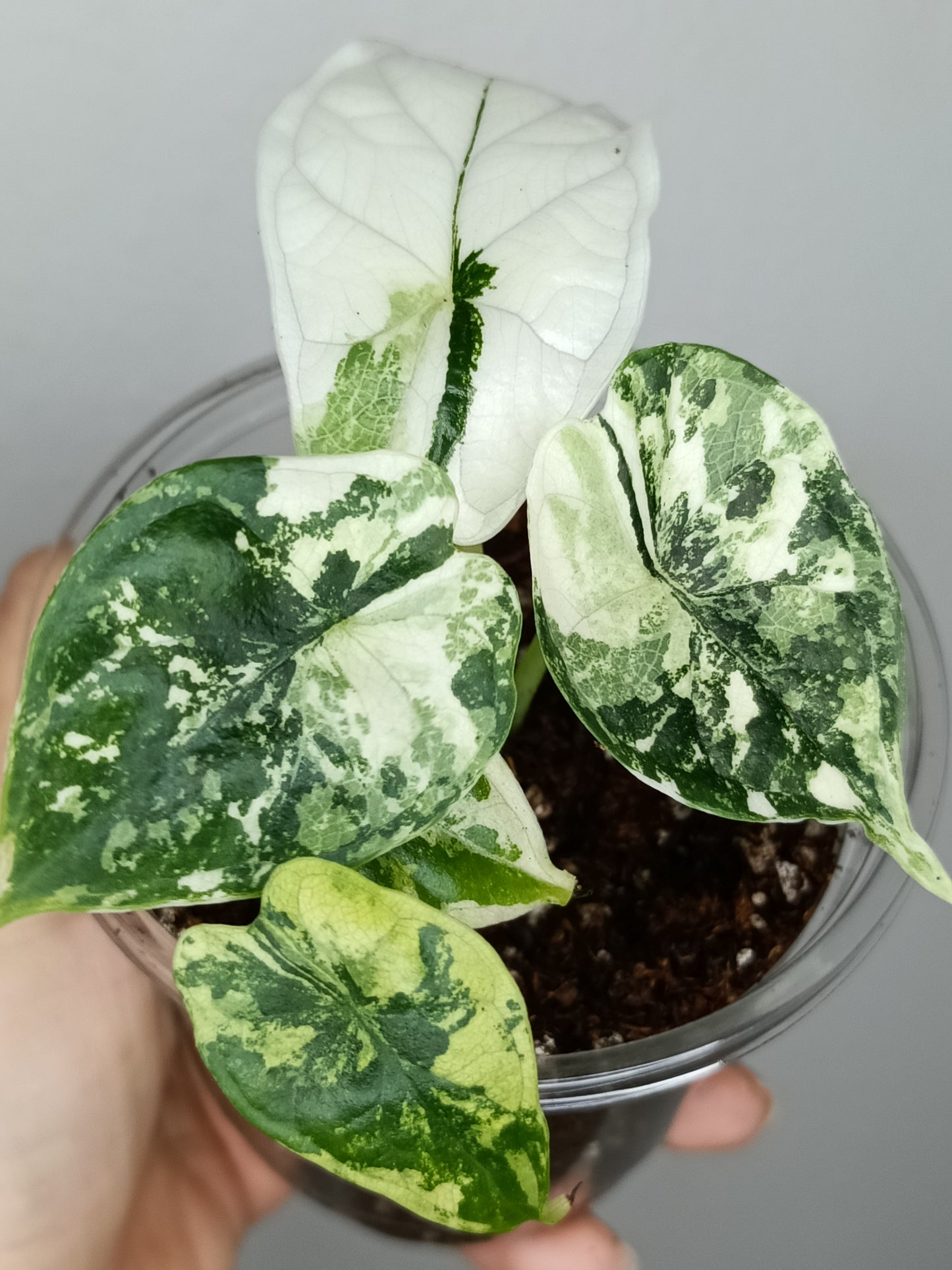 Alocasia Dragon Scale Variegated DSV9-