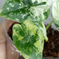 Alocasia Dragon Scale Variegated DSV9-