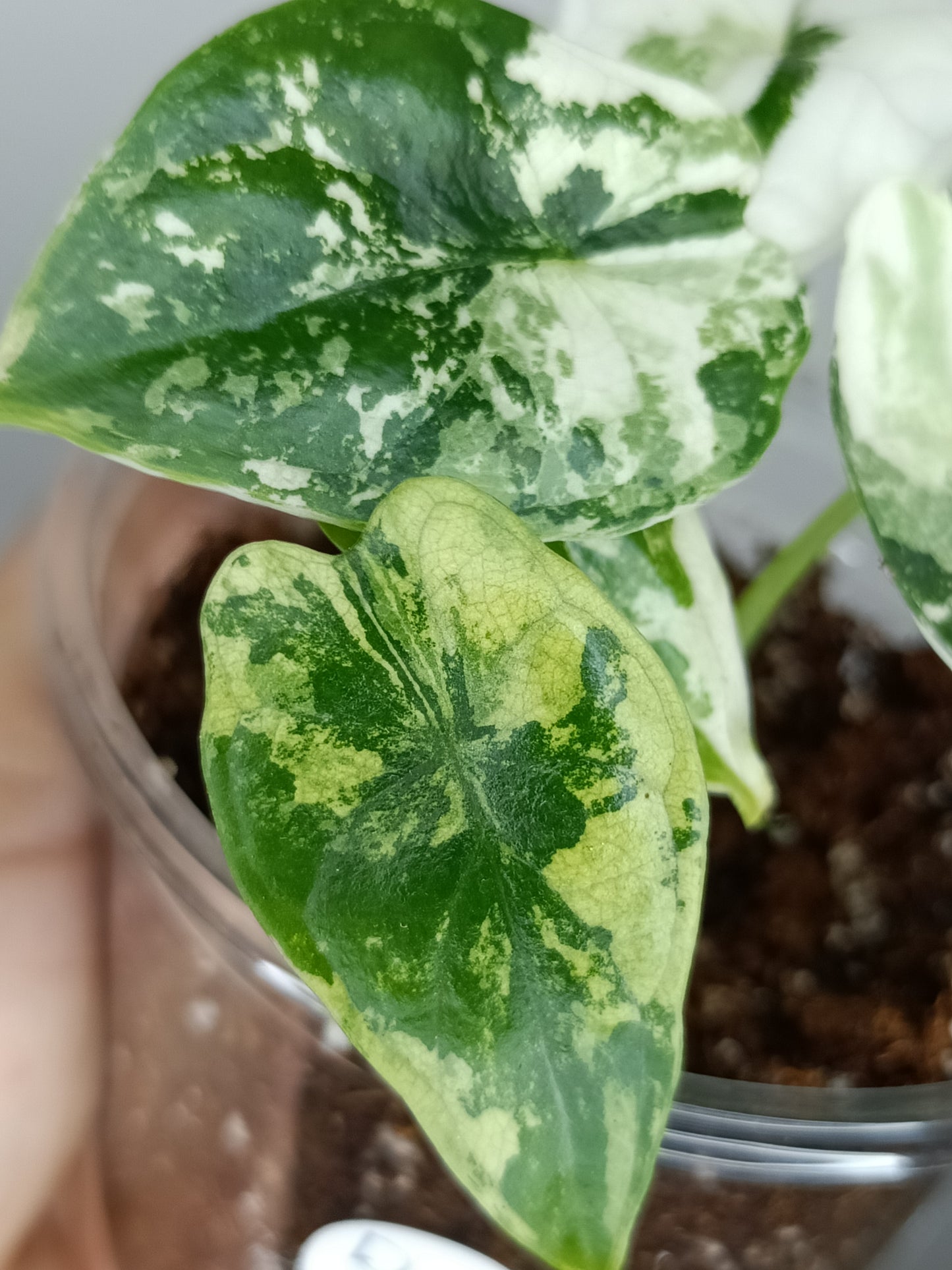 Alocasia Dragon Scale Variegated DSV9-