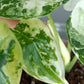 Alocasia Dragon Scale Variegated DSV9-