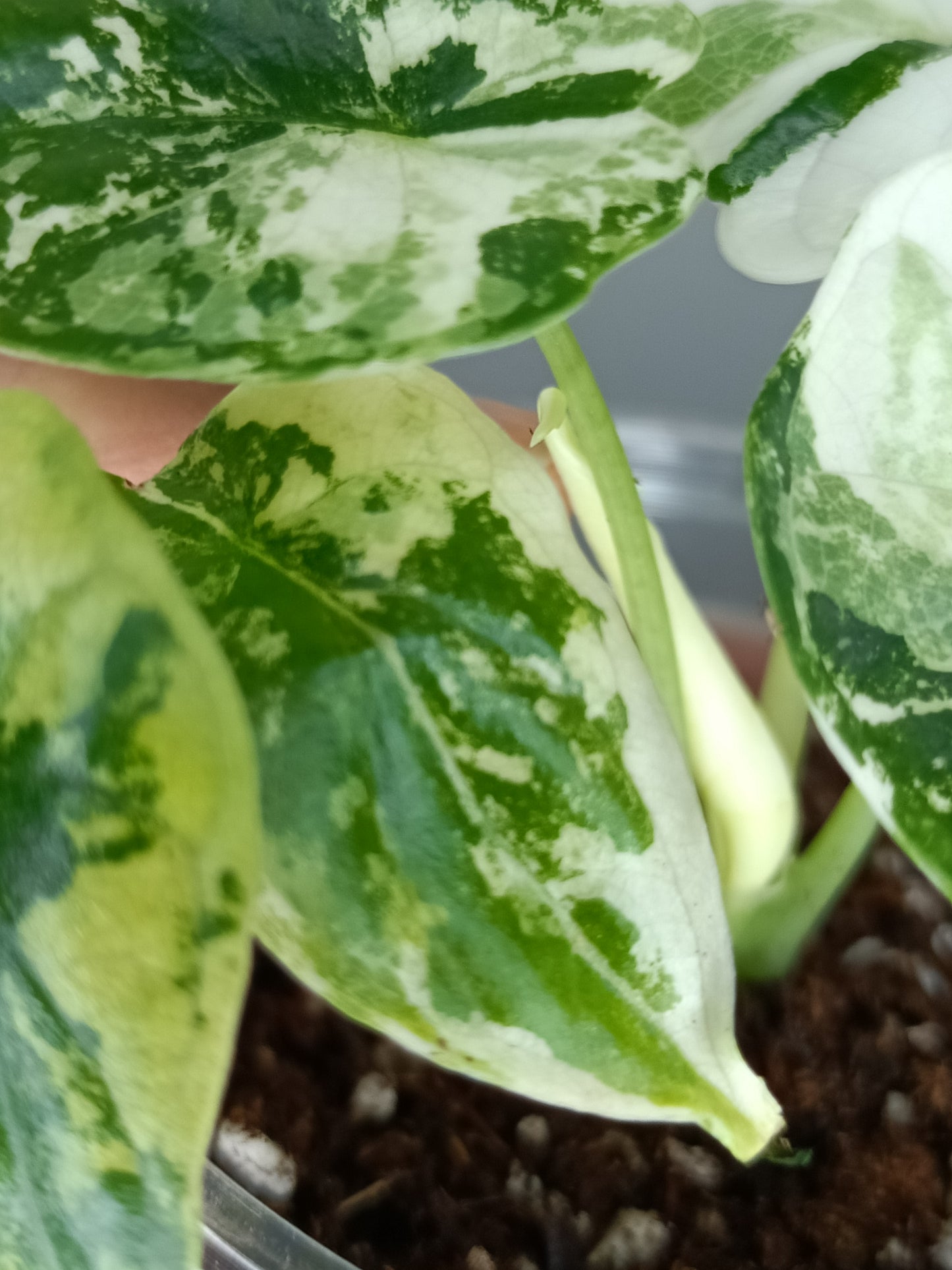 Alocasia Dragon Scale Variegated DSV9-