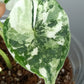 Alocasia Dragon Scale Variegated DSV9-