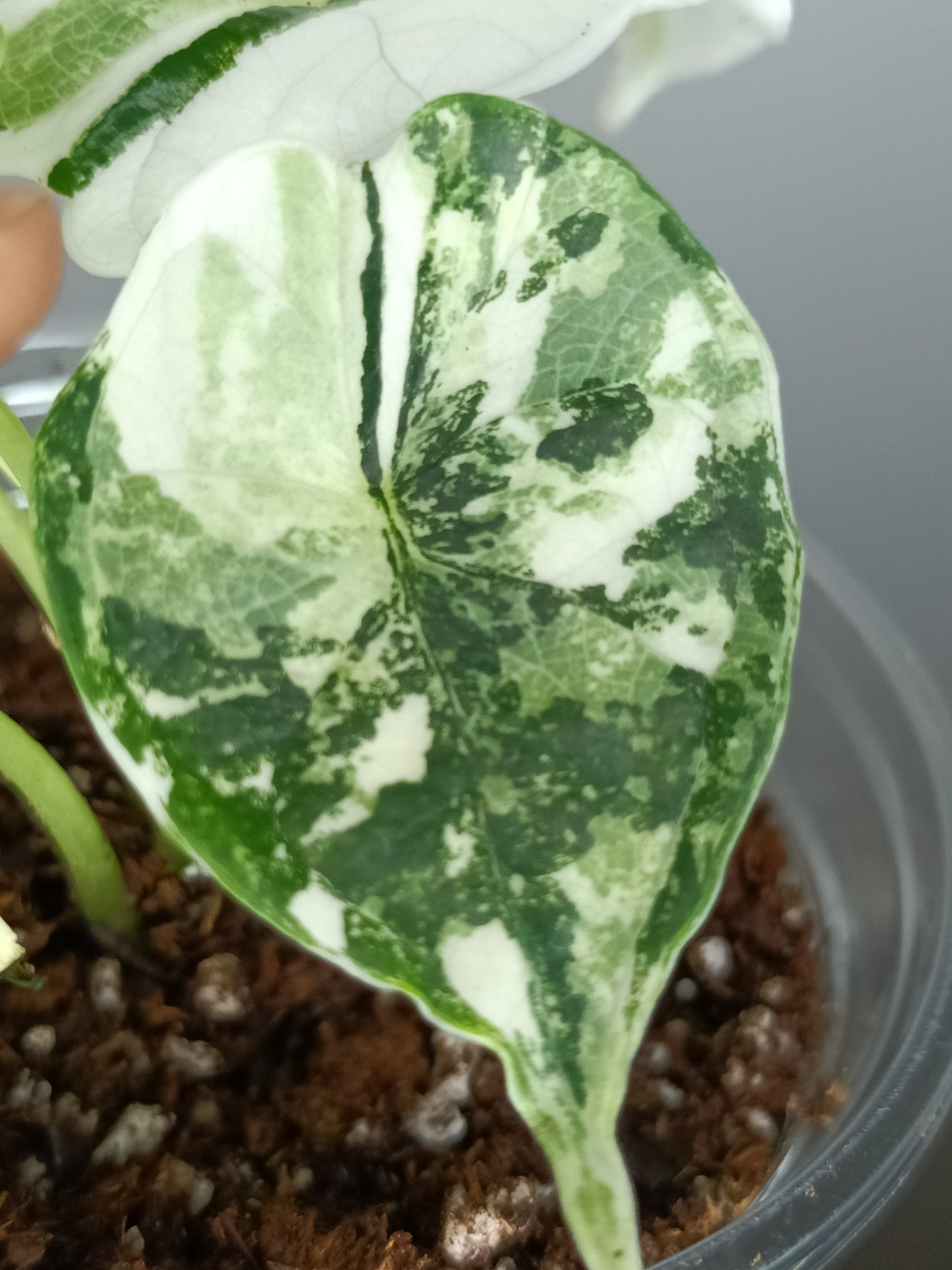 Alocasia Dragon Scale Variegated DSV9-