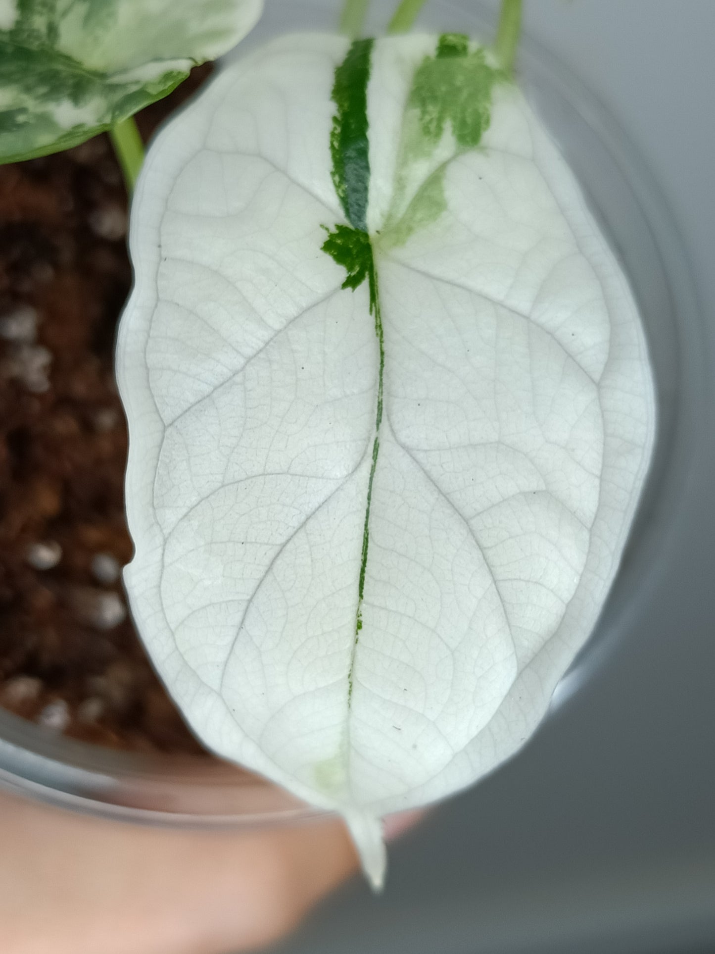 Alocasia Dragon Scale Variegated DSV9-