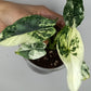 Alocasia Dragon Scale Variegated DSV10 + Jade Satin Aurea cutting RESERVED for Maya Morales