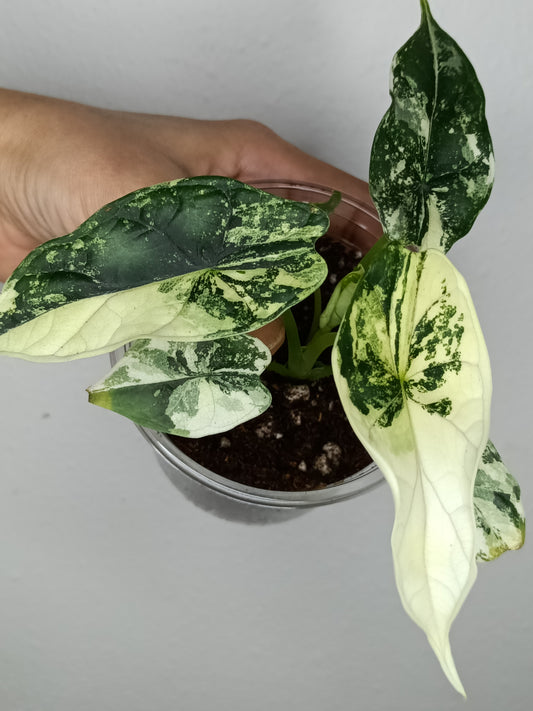 Alocasia Dragon Scale Variegated DSV10 + Jade Satin Aurea cutting RESERVED for Maya Morales