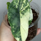 Alocasia Dragon Scale Variegated DSV10 + Jade Satin Aurea cutting RESERVED for Maya Morales