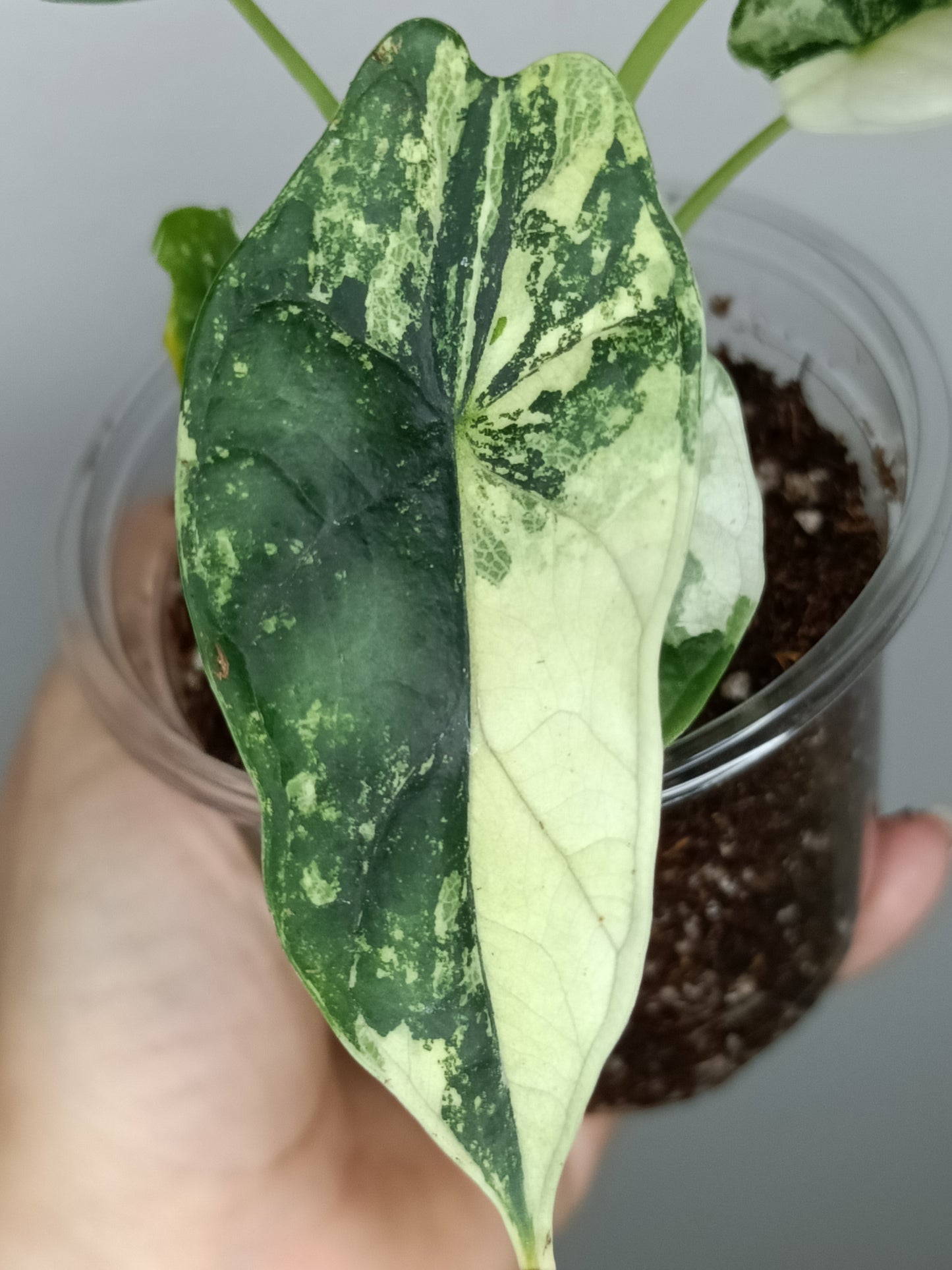 Alocasia Dragon Scale Variegated DSV10 + Jade Satin Aurea cutting RESERVED for Maya Morales