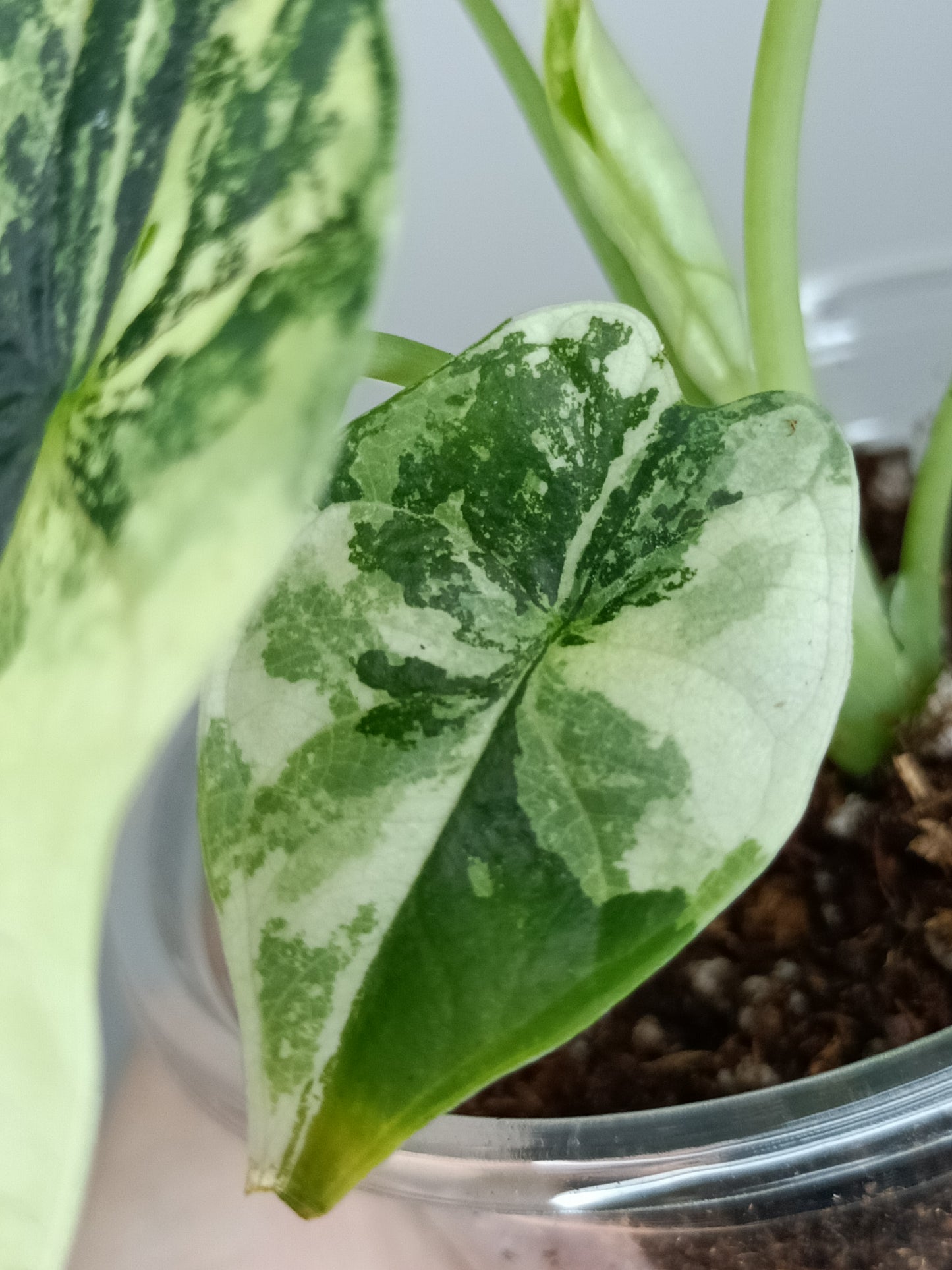 Alocasia Dragon Scale Variegated DSV10 + Jade Satin Aurea cutting RESERVED for Maya Morales