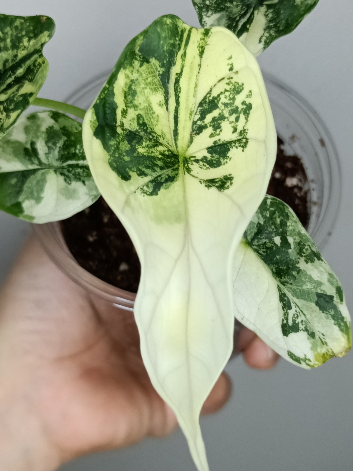 Alocasia Dragon Scale Variegated DSV10 + Jade Satin Aurea cutting RESERVED for Maya Morales