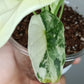 Alocasia Dragon Scale Variegated DSV10 + Jade Satin Aurea cutting RESERVED for Maya Morales