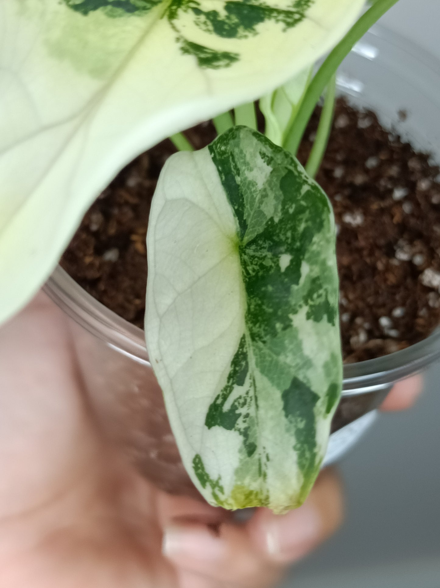 Alocasia Dragon Scale Variegated DSV10 + Jade Satin Aurea cutting RESERVED for Maya Morales