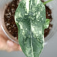 Alocasia Dragon Scale Variegated DSV10 + Jade Satin Aurea cutting RESERVED for Maya Morales