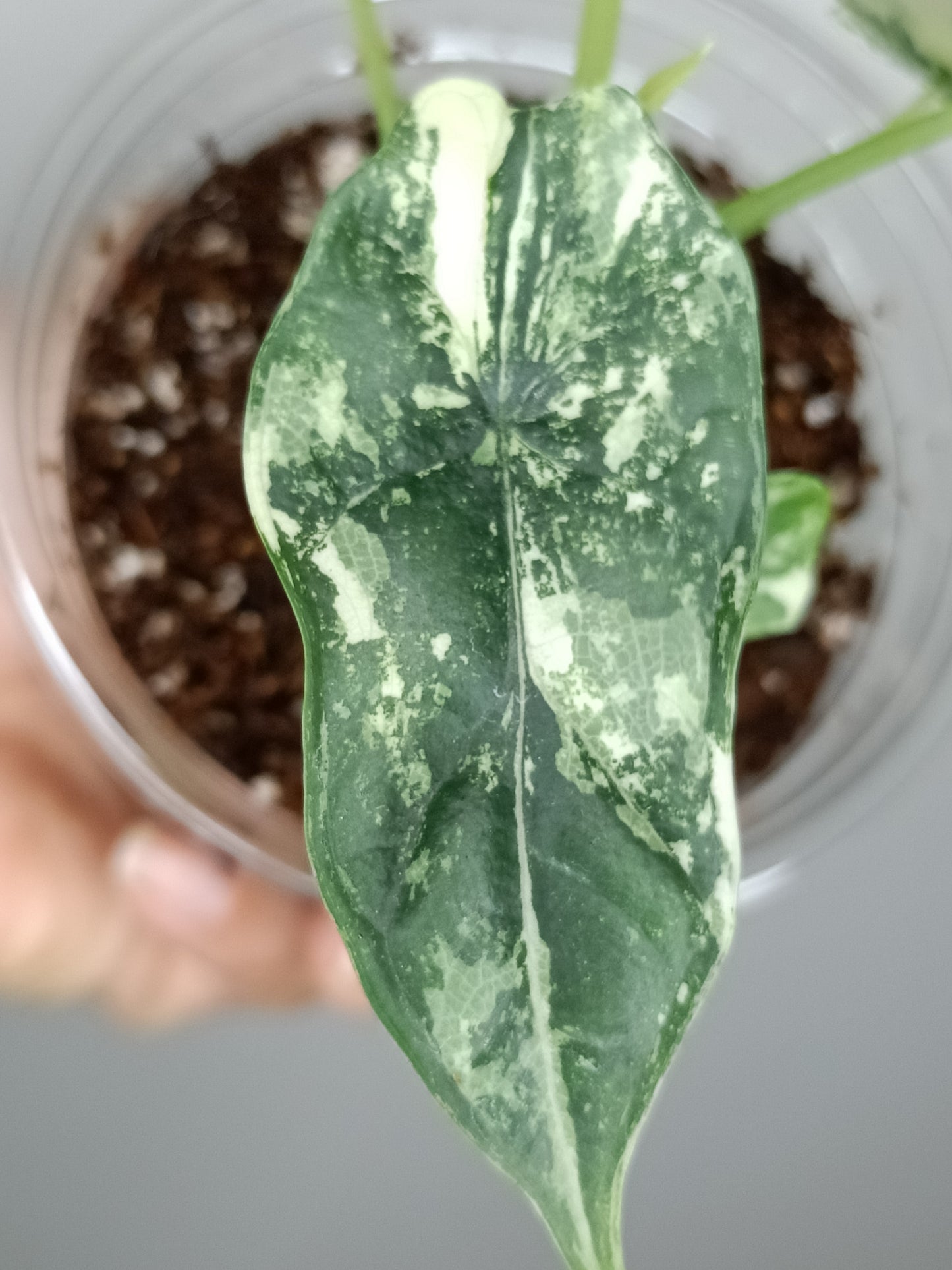 Alocasia Dragon Scale Variegated DSV10 + Jade Satin Aurea cutting RESERVED for Maya Morales