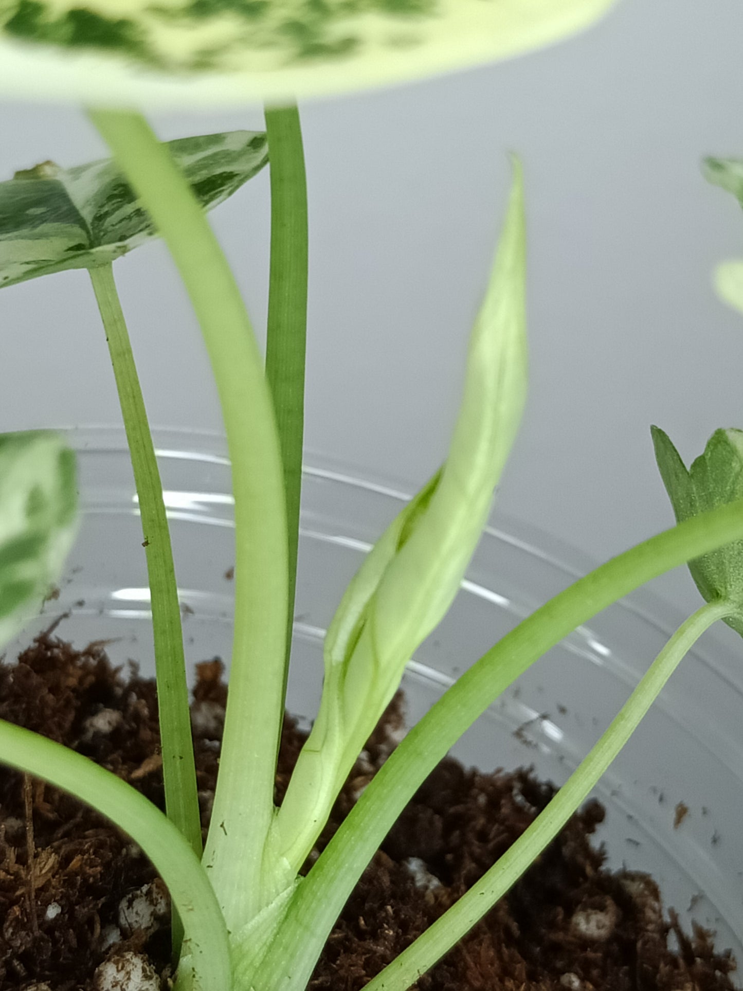 Alocasia Dragon Scale Variegated DSV10 + Jade Satin Aurea cutting RESERVED for Maya Morales