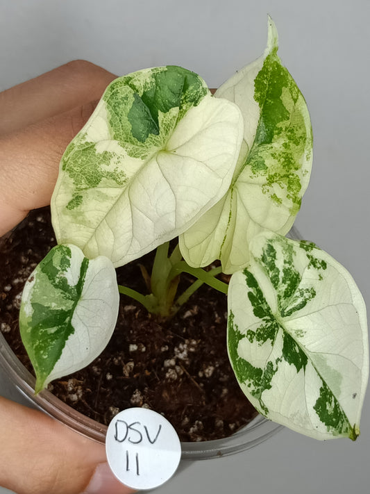 Alocasia Dragon Scale Variegated DSV11