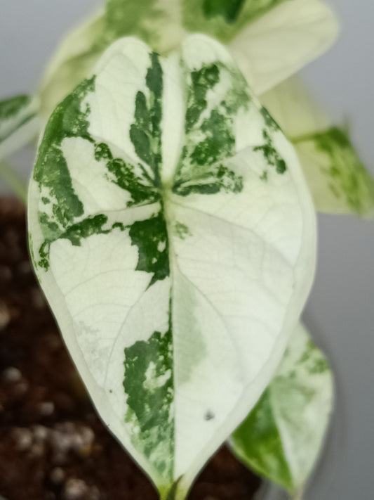 Alocasia Dragon Scale Variegated DSV11