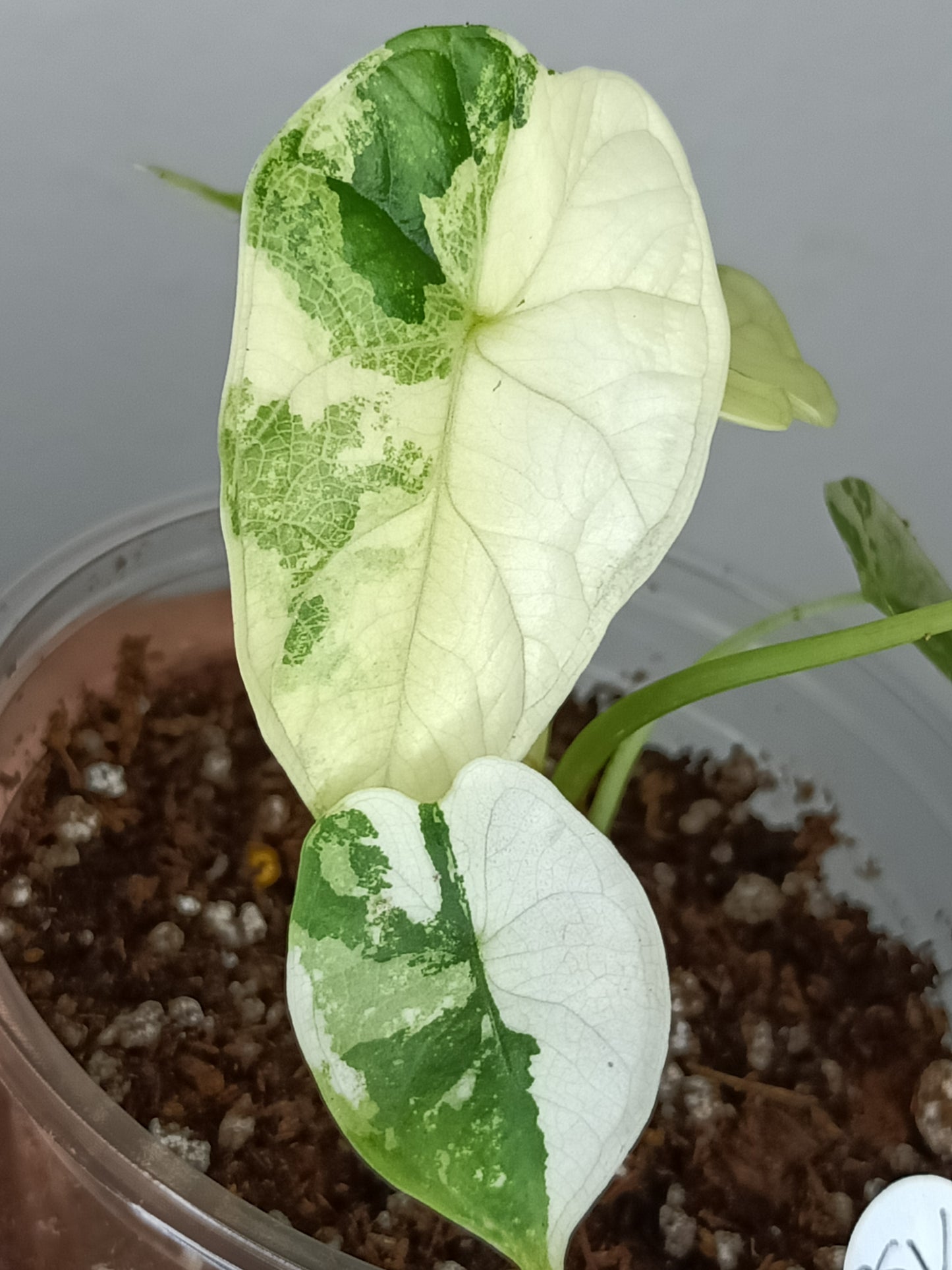 Alocasia Dragon Scale Variegated DSV11