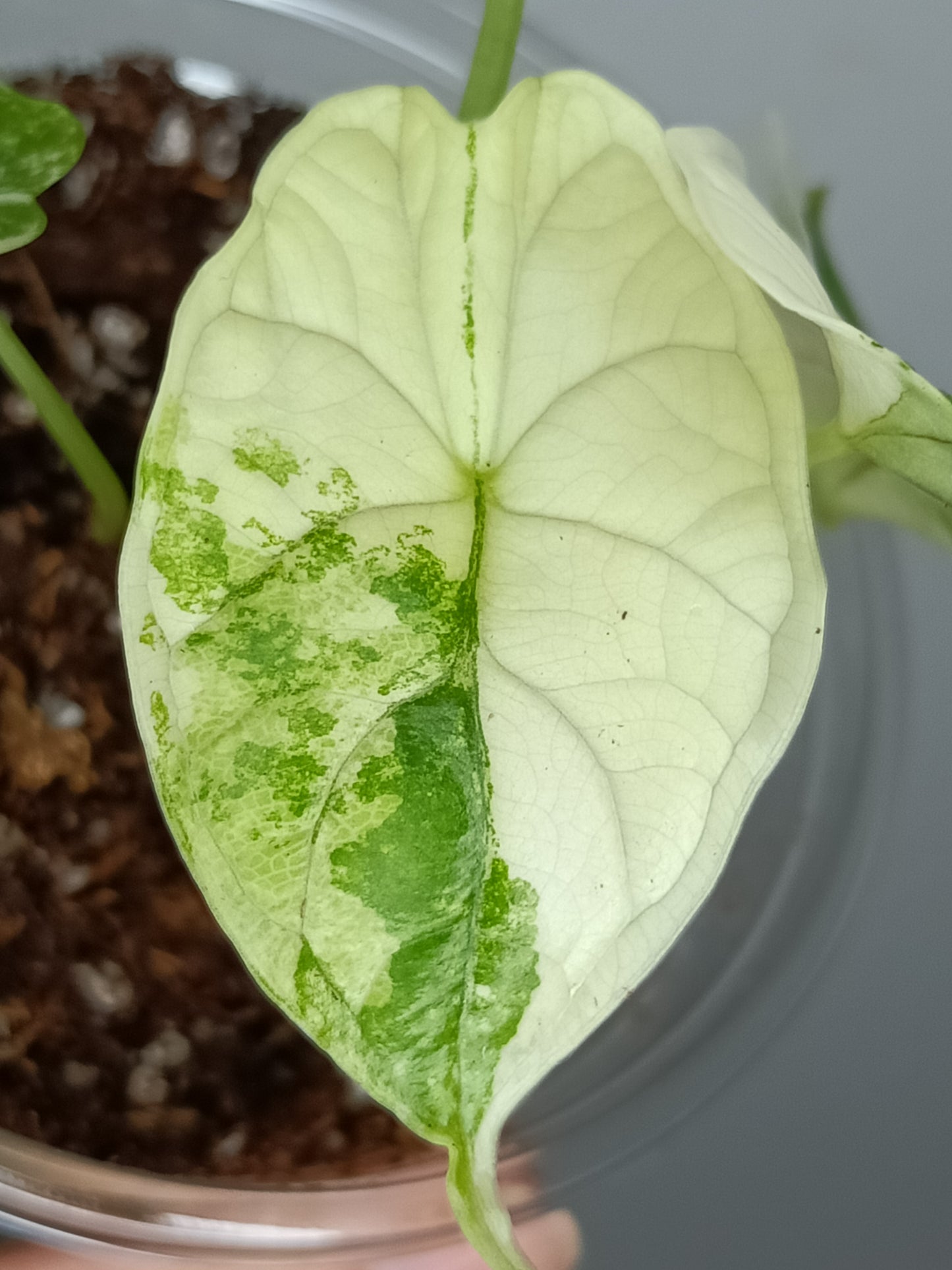 Alocasia Dragon Scale Variegated DSV11