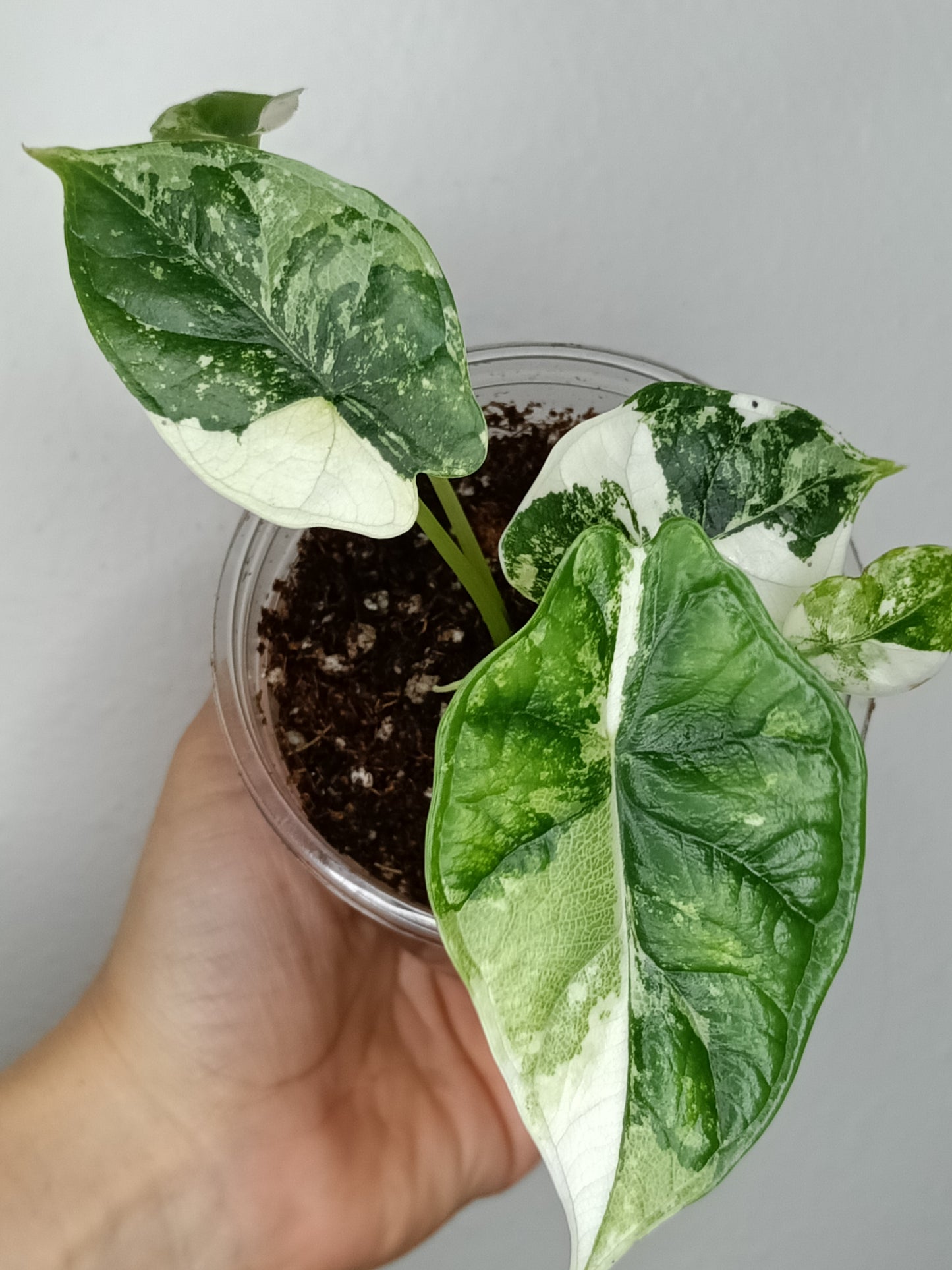 Alocasia Dragon Scale Variegated DSV12