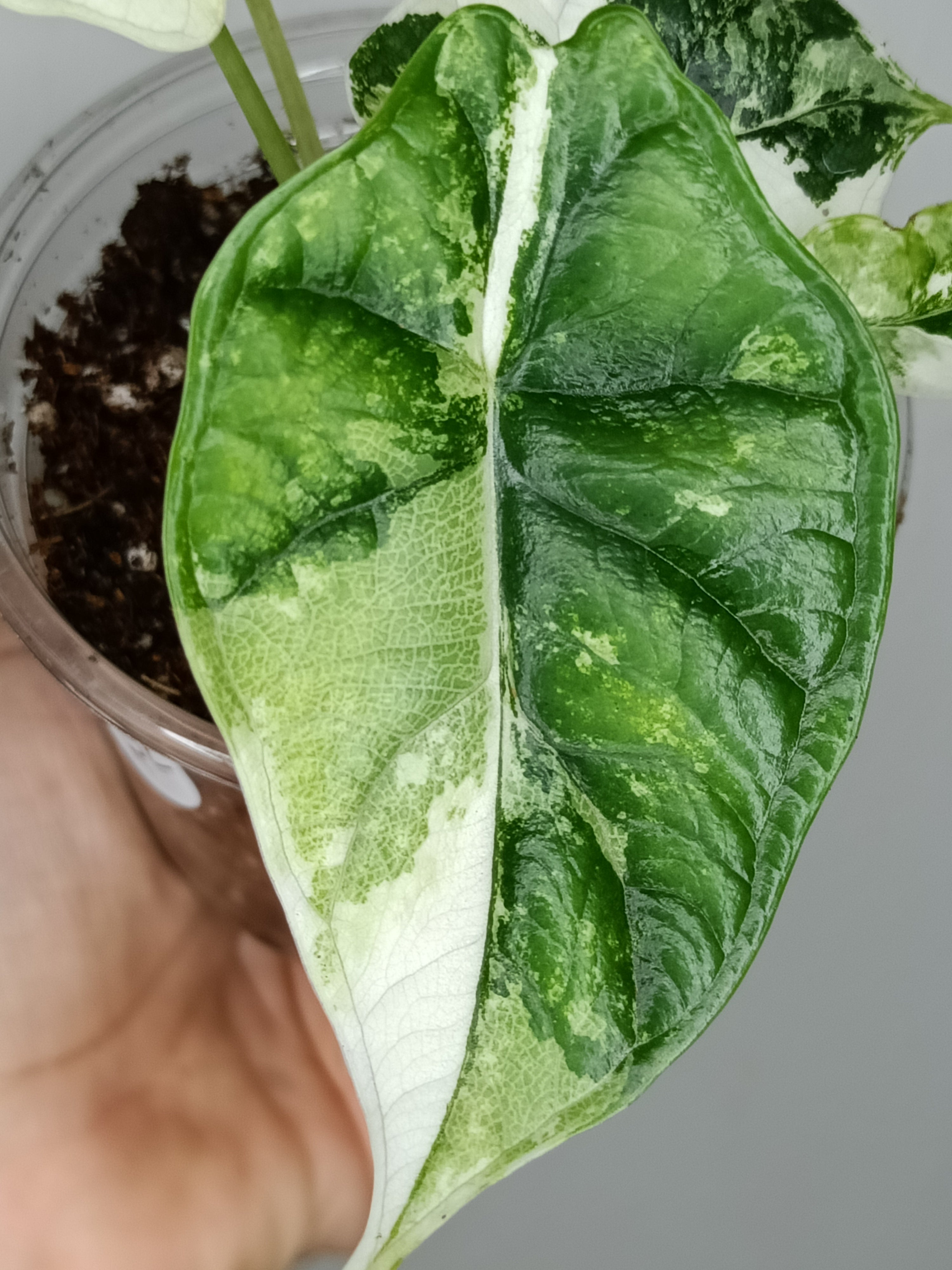 Alocasia Dragon Scale Variegated DSV12 – R&R