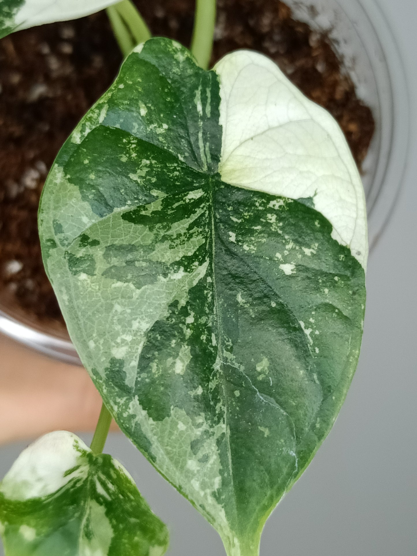 Alocasia Dragon Scale Variegated DSV12