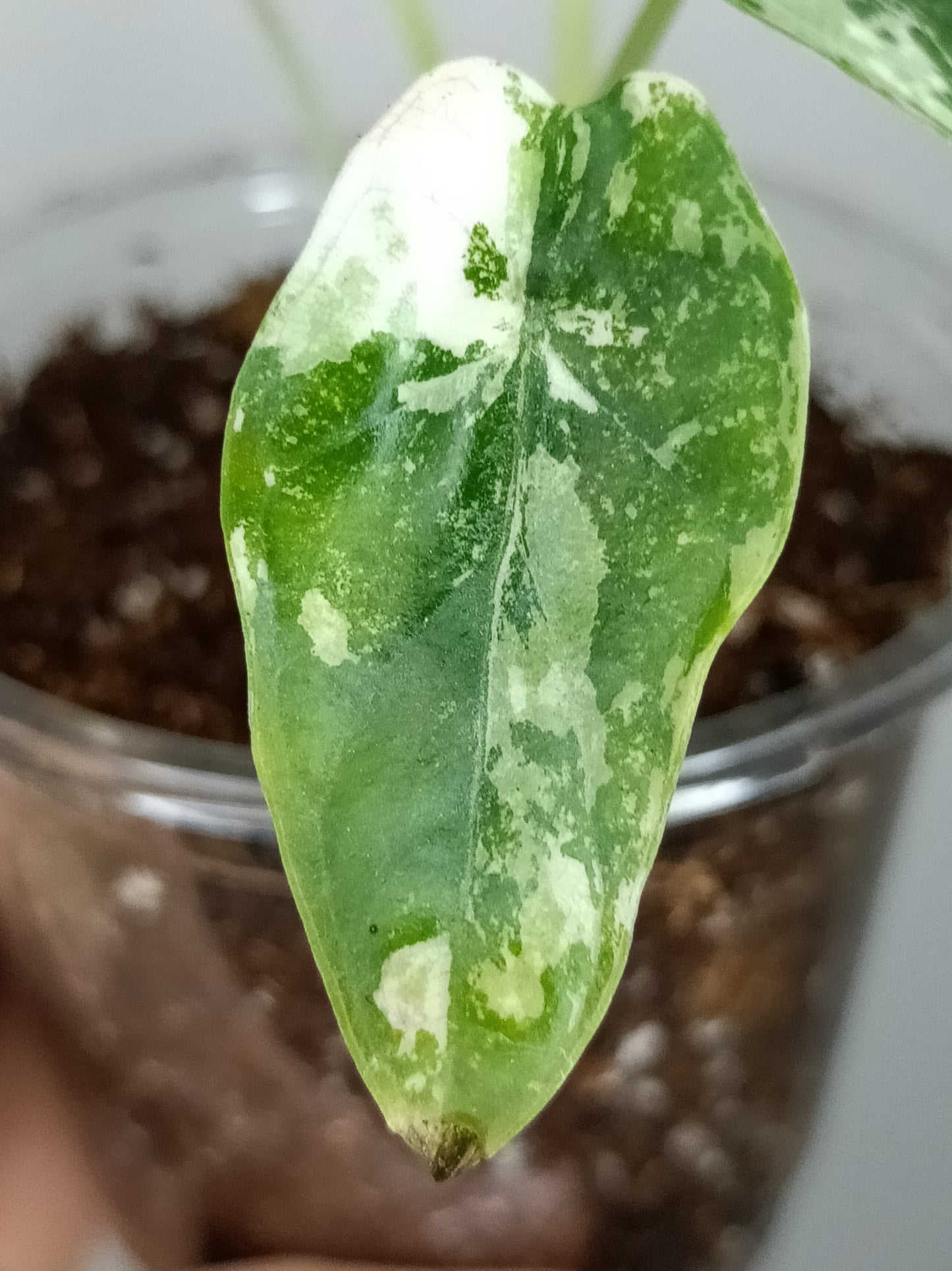 Alocasia Dragon Scale Variegated DSV12