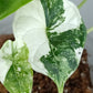 Alocasia Dragon Scale Variegated DSV12