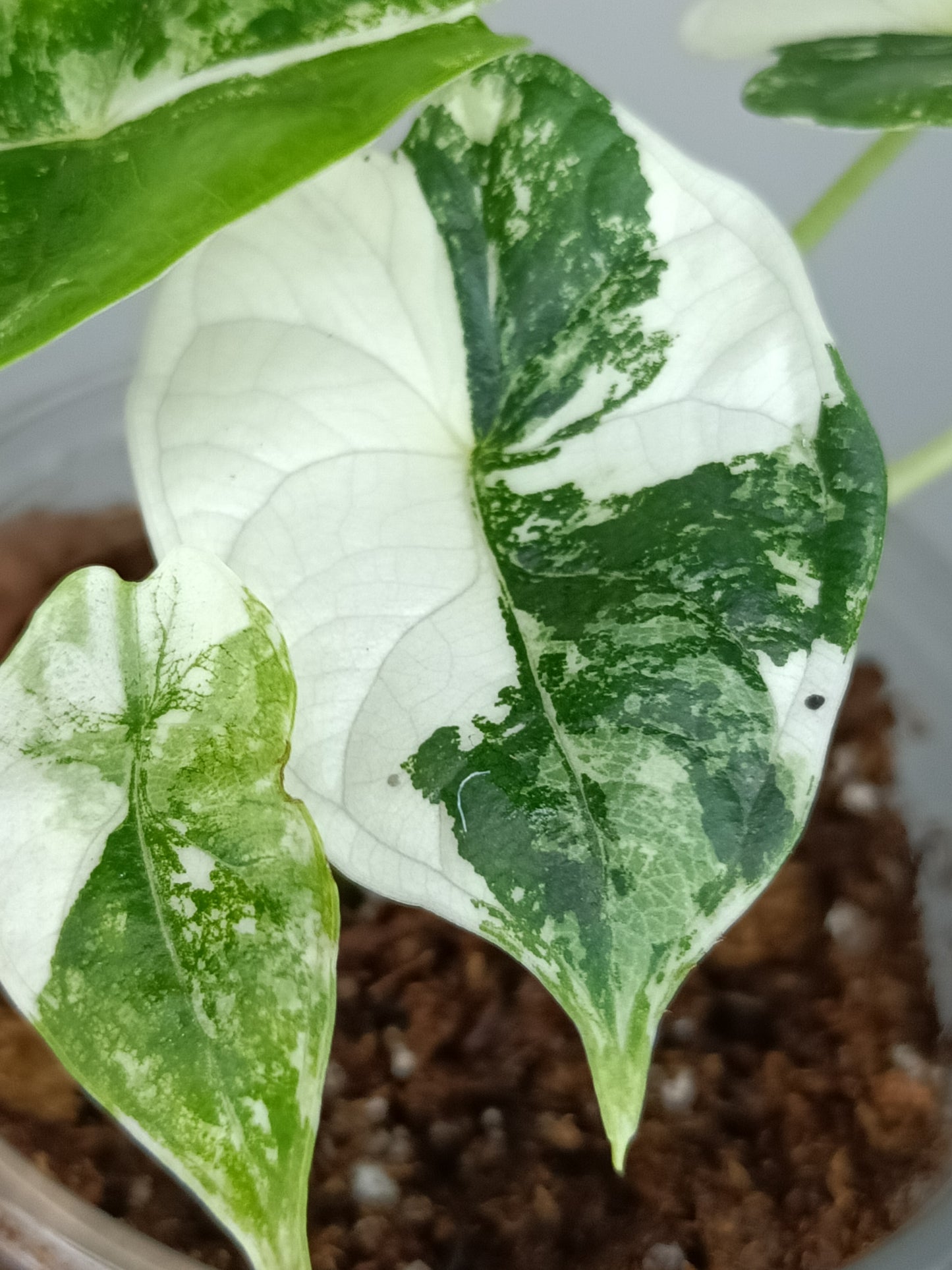 Alocasia Dragon Scale Variegated DSV12