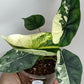 Alocasia Dragon Scale Variegated DSV15