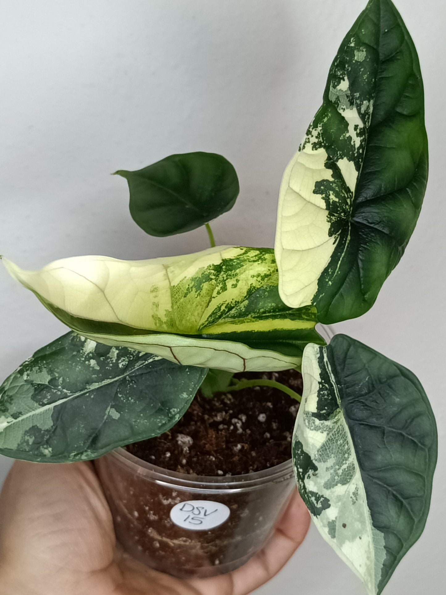 Alocasia Dragon Scale Variegated DSV15