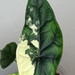 Alocasia Dragon Scale Variegated DSV15