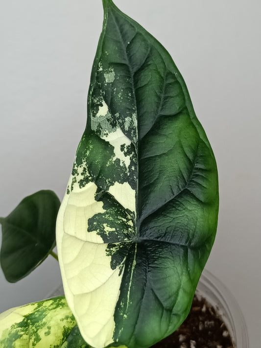 Alocasia Dragon Scale Variegated DSV15