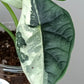 Alocasia Dragon Scale Variegated DSV15