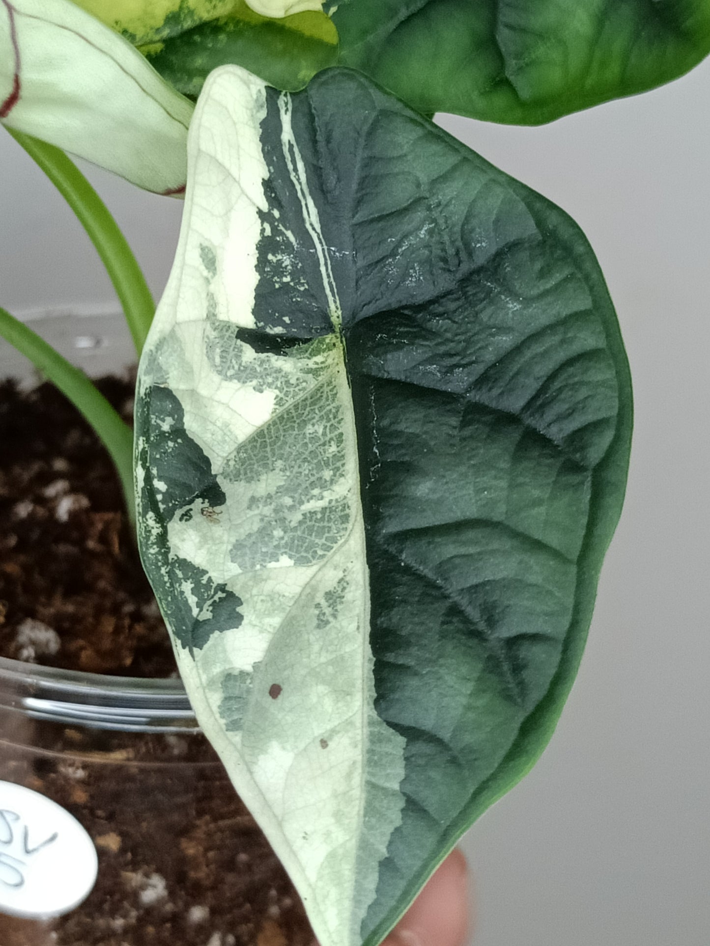 Alocasia Dragon Scale Variegated DSV15