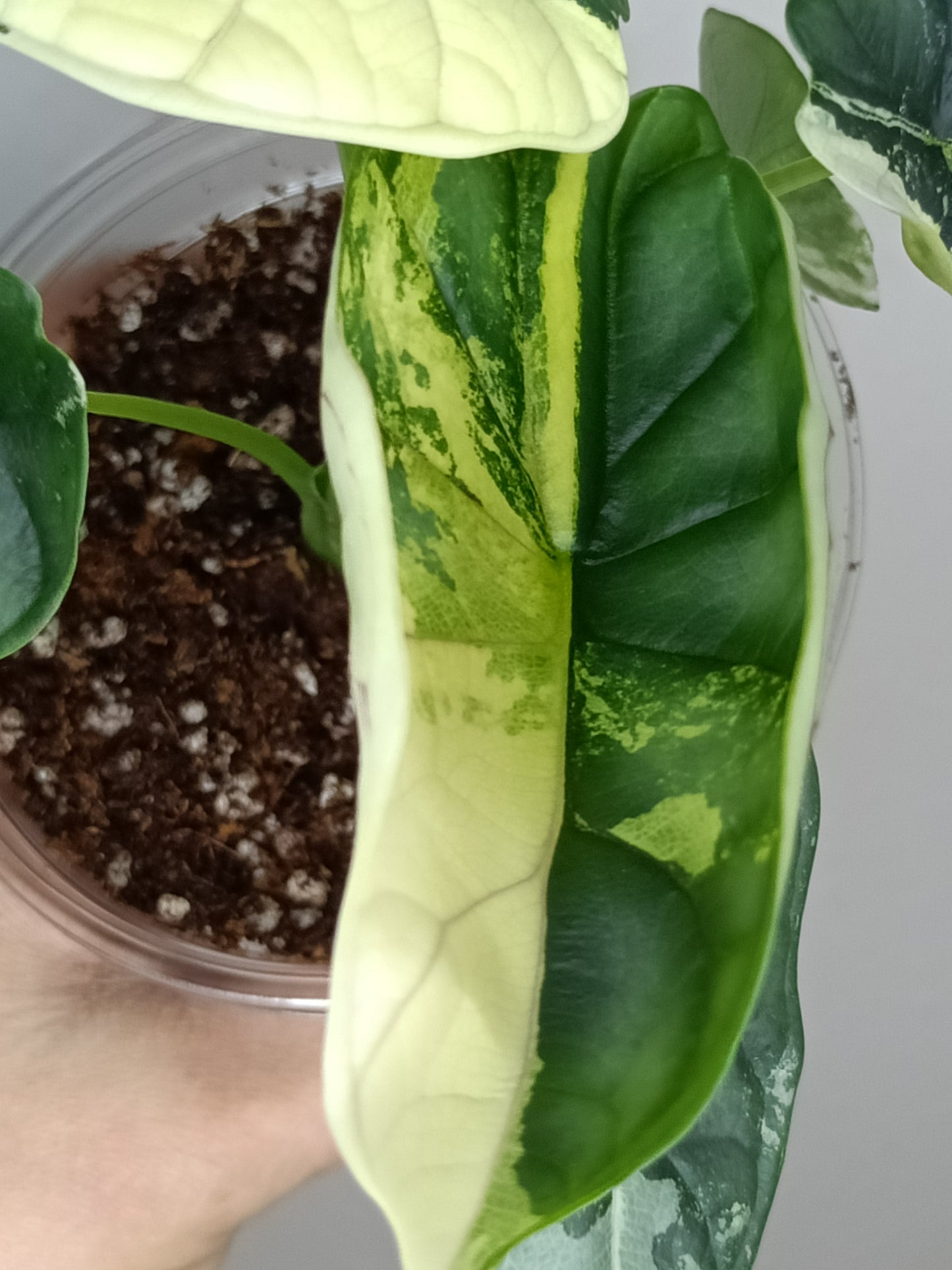 Alocasia Dragon Scale Variegated DSV15