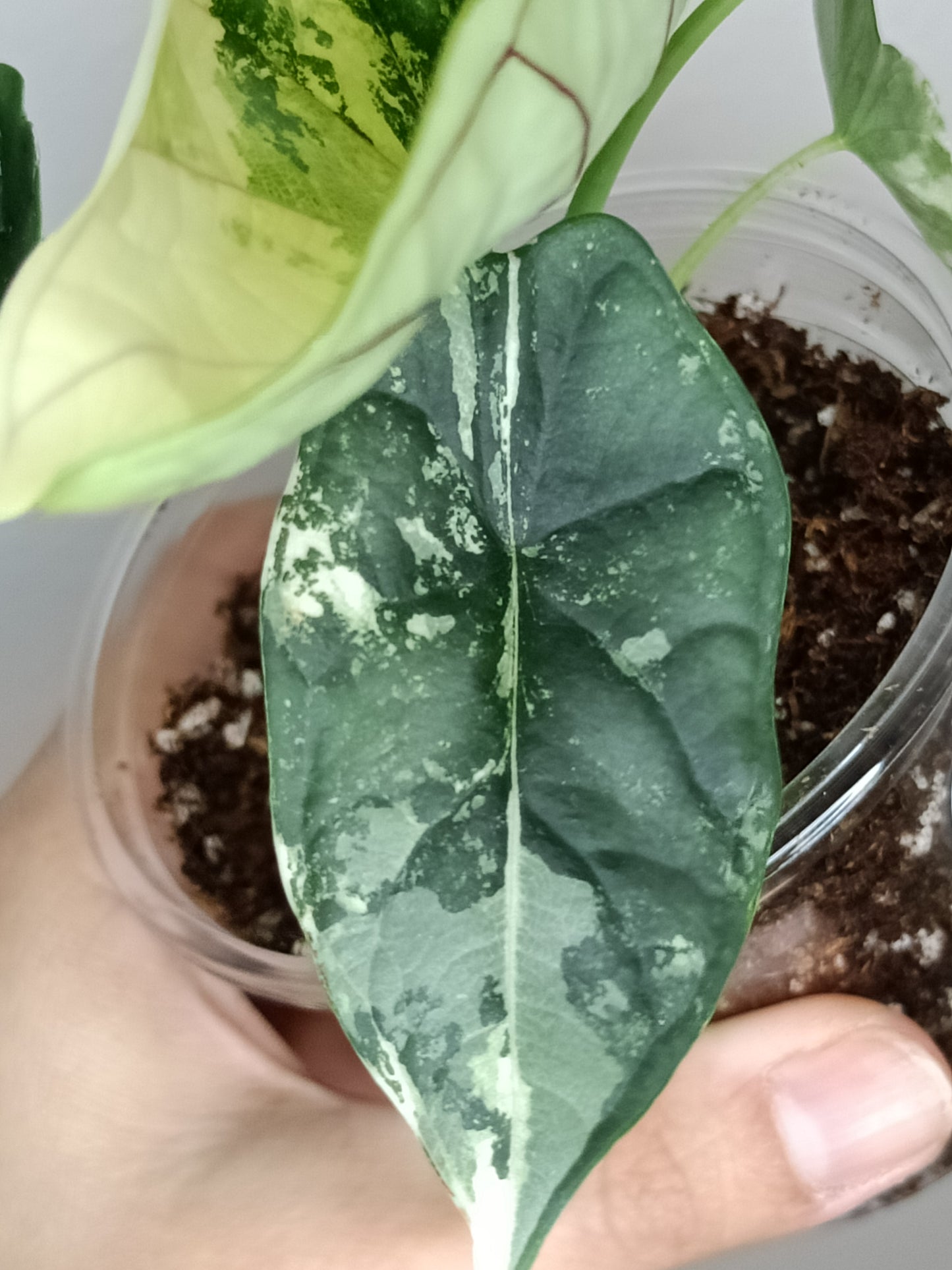 Alocasia Dragon Scale Variegated DSV15