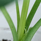 Alocasia Dragon Scale Variegated DSV15