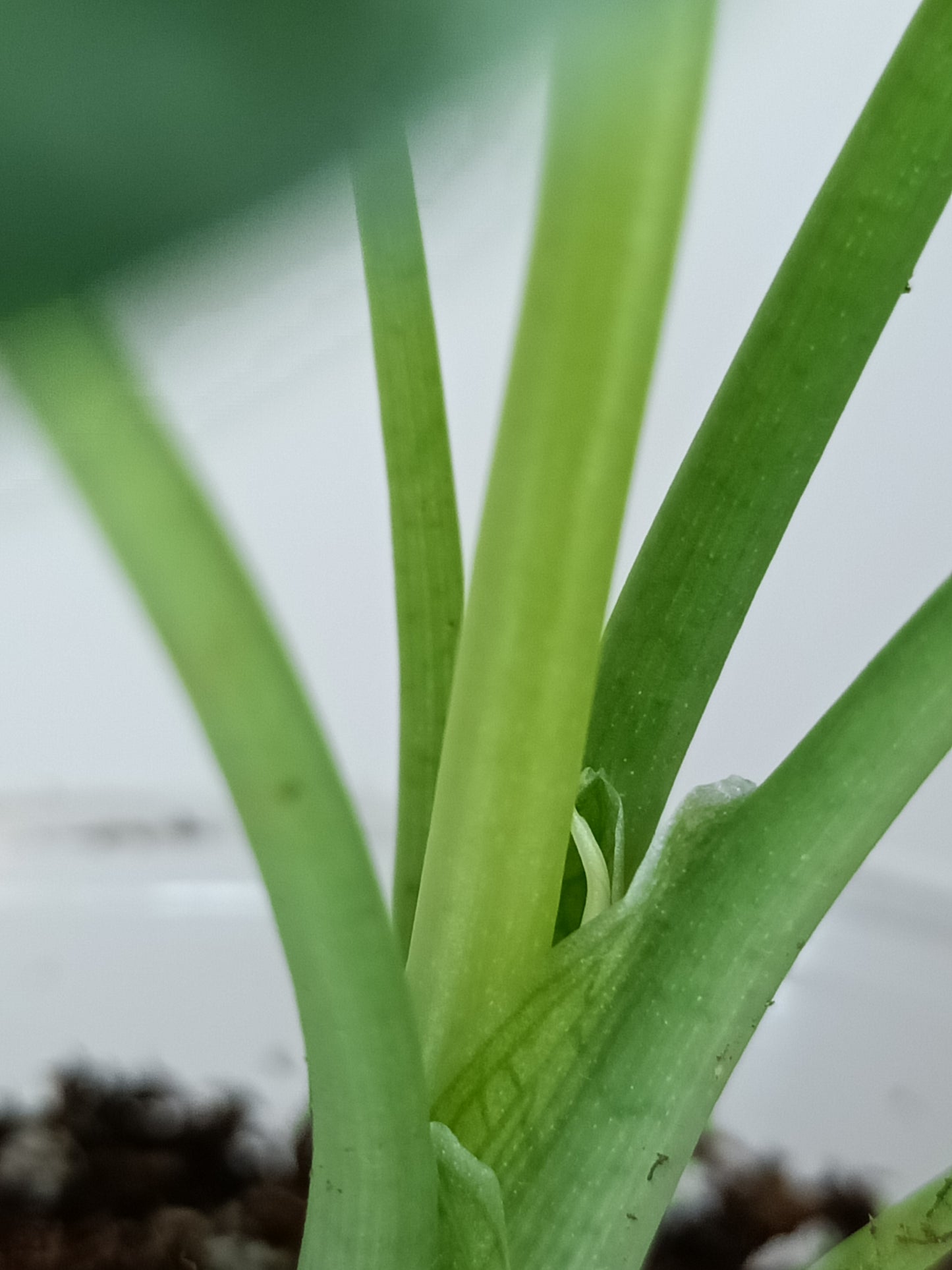 Alocasia Dragon Scale Variegated DSV15