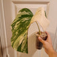 Monstera Albo MA3