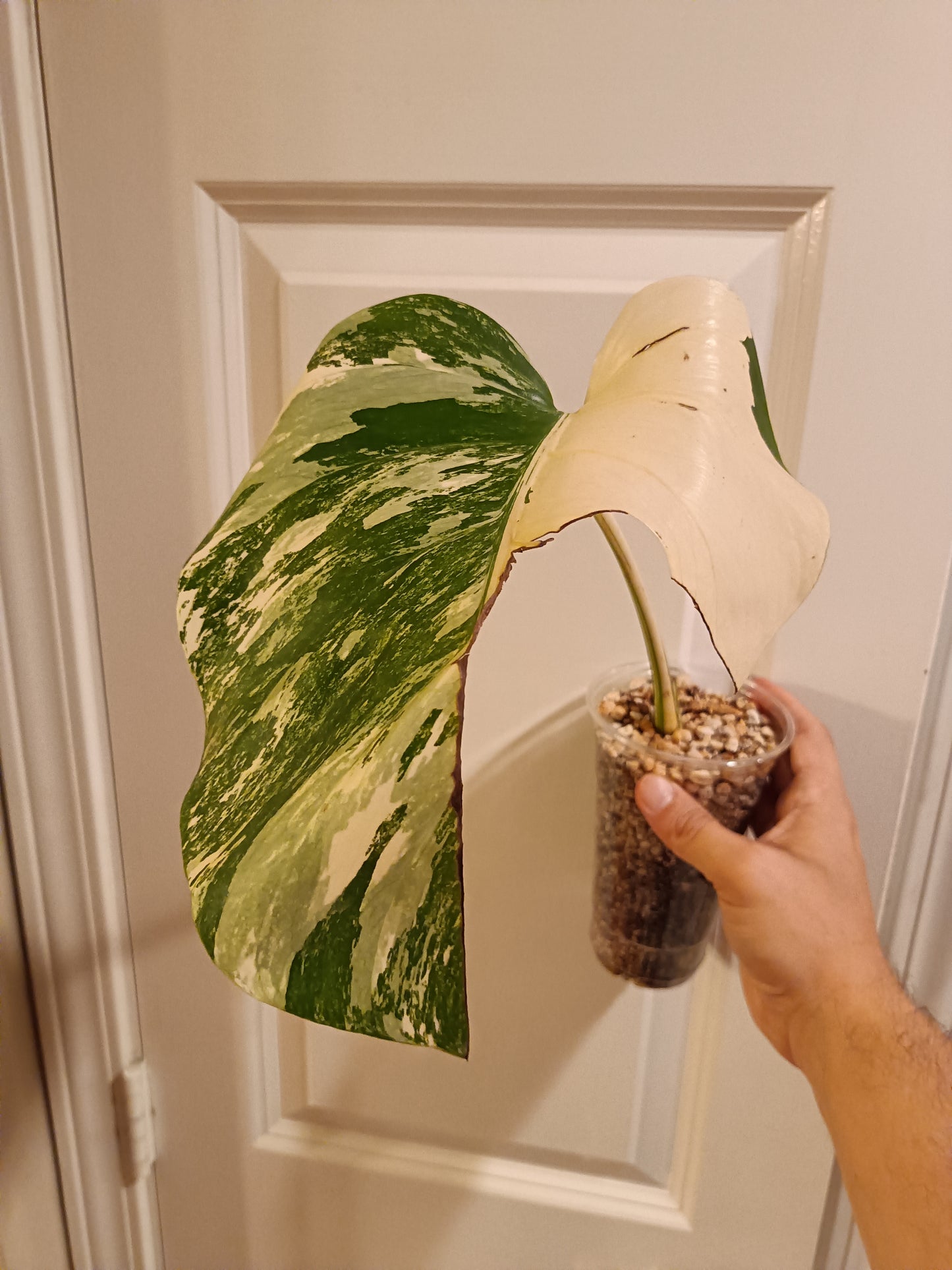 Monstera Albo MA3