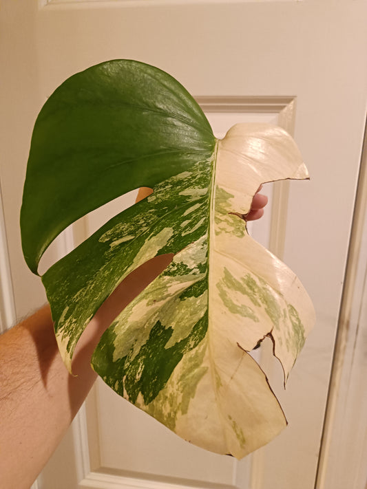Monster Albo mid cut RESERVED for Shenine