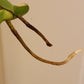 Monster Albo mid cut RESERVED for Shenine