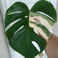 Monstera Albo Mid Cut #1