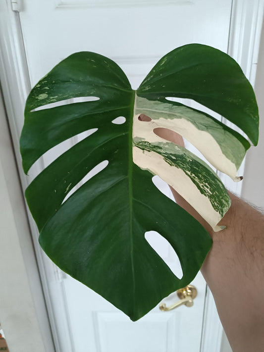 Monstera Albo Mid Cut #1